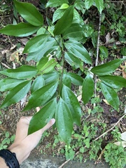 Cinnamomum burmanni