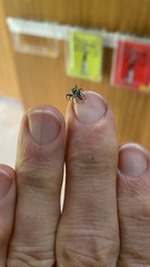 Cosmophasis micarioides