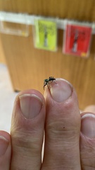 Cosmophasis micarioides