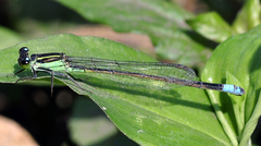 Ischnura ramburii