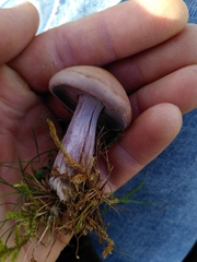 Lepista personata