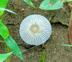 Coprinellus arenicola