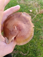 Lepista personata
