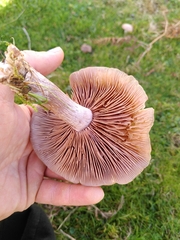 Lepista personata