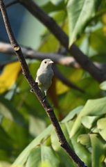 Dicaeum erythrorhynchos