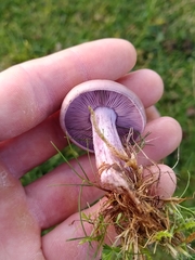 Lepista personata