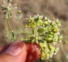 Gomphocarpus filiformis