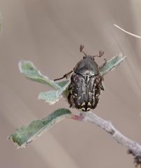 Euphoria leucographa