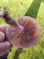 Lepista personata
