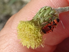 Horvathiolus guttatus