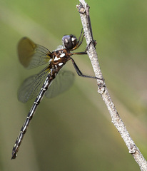 Macrothemis celeno