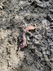 Lumbricus