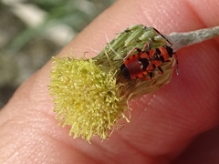 Horvathiolus guttatus