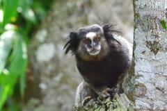 Callithrix penicillata