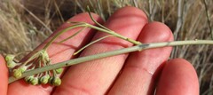 Gomphocarpus filiformis