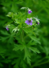 Geranium bicknellii