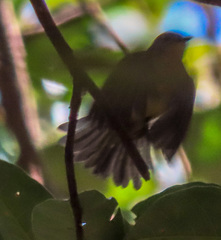 Chalcoparia singalensis