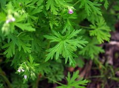 Geranium bicknellii
