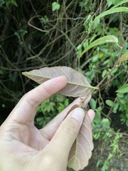Actinidia