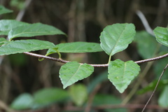 Actinidia