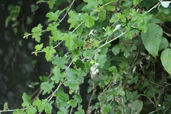 Rubus nagasawanus