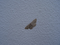 Idaea cervantaria