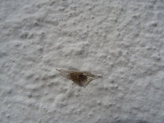 Larinia