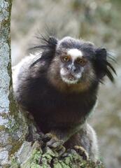 Callithrix penicillata