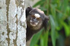 Callithrix penicillata