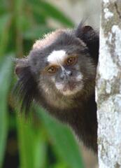 Callithrix penicillata