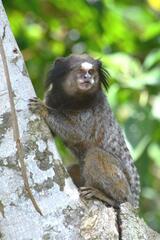 Callithrix penicillata