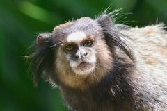 Callithrix penicillata