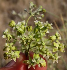 Gomphocarpus filiformis