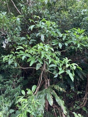 Melicope semecarpifolia