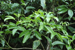 Melicope semecarpifolia