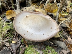 Cortinarius traganus