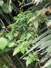 Rubus swinhoei