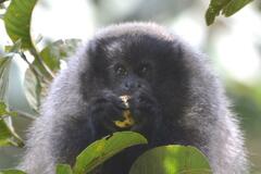 Callicebus nigrifrons