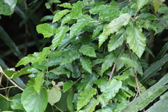 Rubus swinhoei