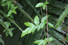 Rubus swinhoei