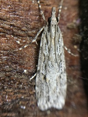 Scoparia chalicodes