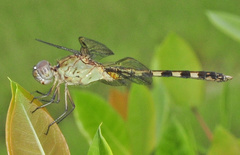 Erythrodiplax umbrata