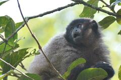 Callicebus nigrifrons