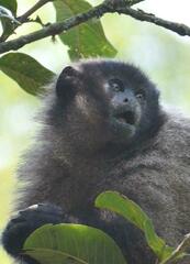 Callicebus nigrifrons