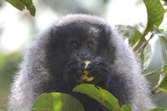 Callicebus nigrifrons