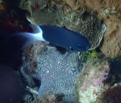 Pycnochromis margaritifer