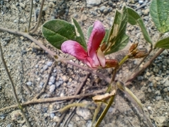 Macroptilium atropurpureum