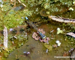 Ischnura fluviatilis