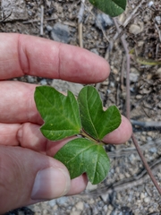 Macroptilium atropurpureum