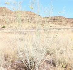 Gomphocarpus filiformis